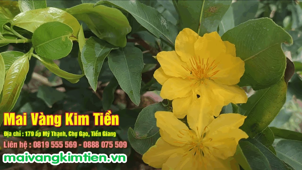 MS #10 | Mai Giảo Thủ Đức Giá Tốt Nhất - Mai Vàng Kim Tiền Chợ Gạo