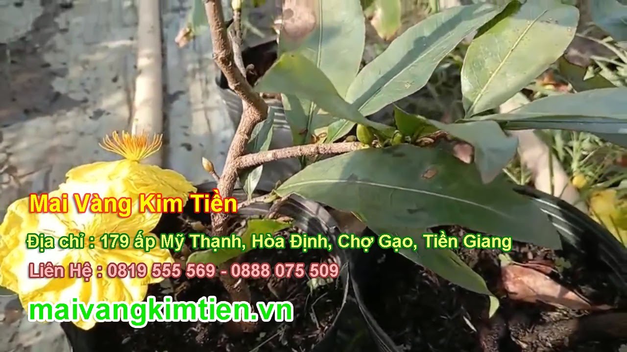 MS #41 Mai Vàng Giảo Thủ Đức Chơi Tết Giá 700K