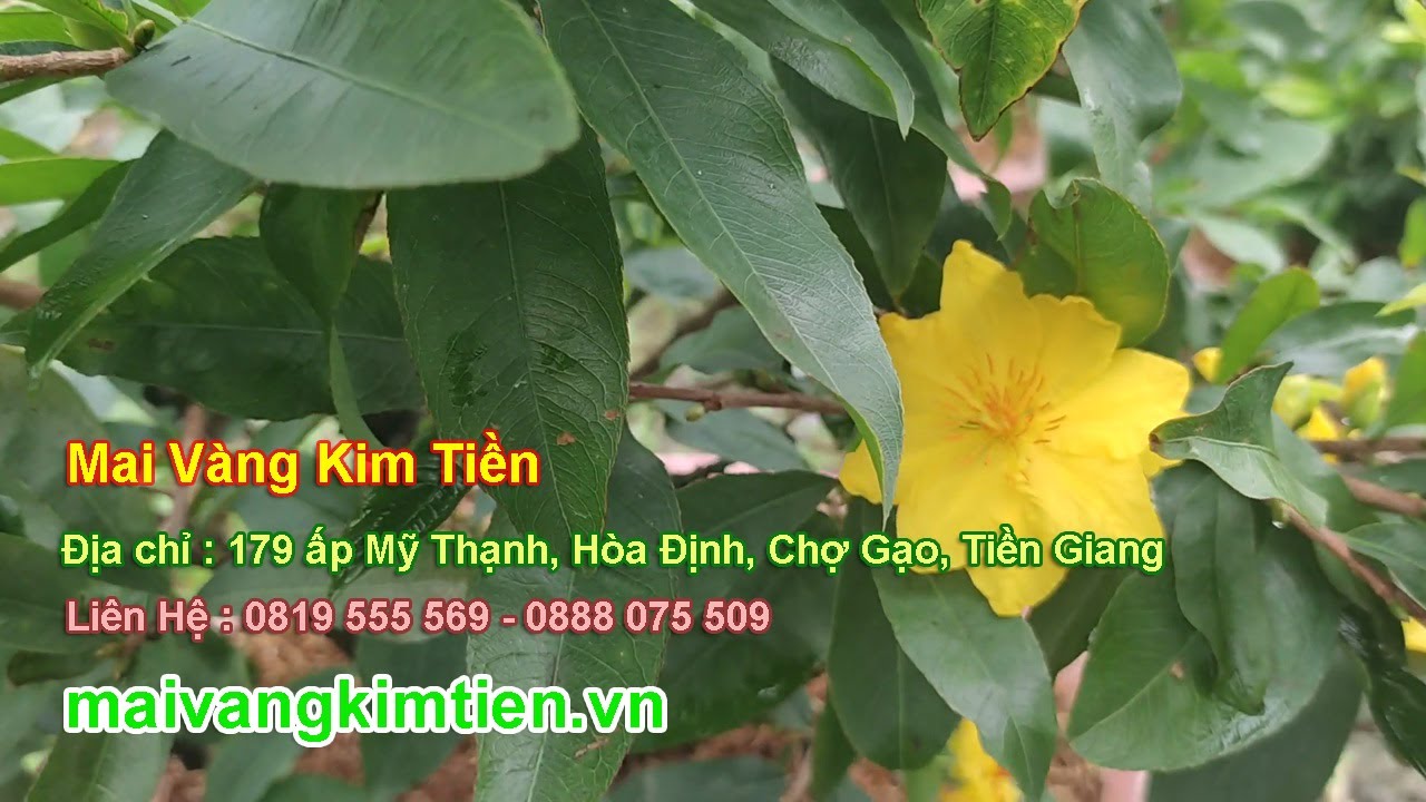 MS #43 | Mai Vàng Giảo Thủ Đức Chơi Tết Giá 600K