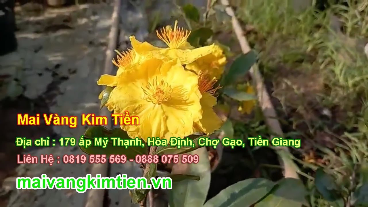 MS #44 | Mai Vàng Giảo Thủ Đức Chơi Tết Giá 600K